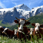 Les vaches devant la montagne