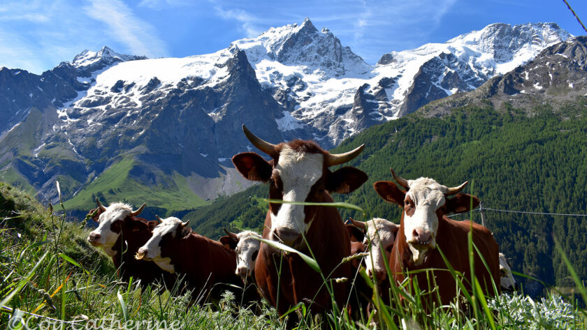 Les vaches devant la montagne