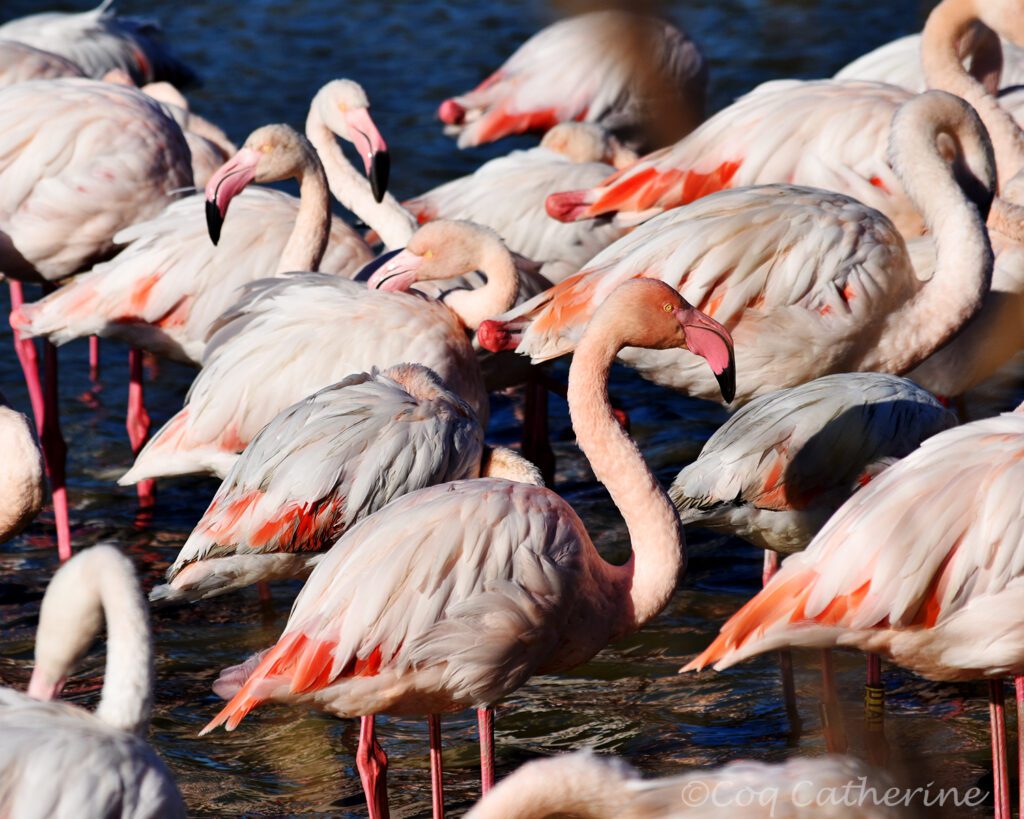 Les flamants roses de la réserve du Pont de Gau