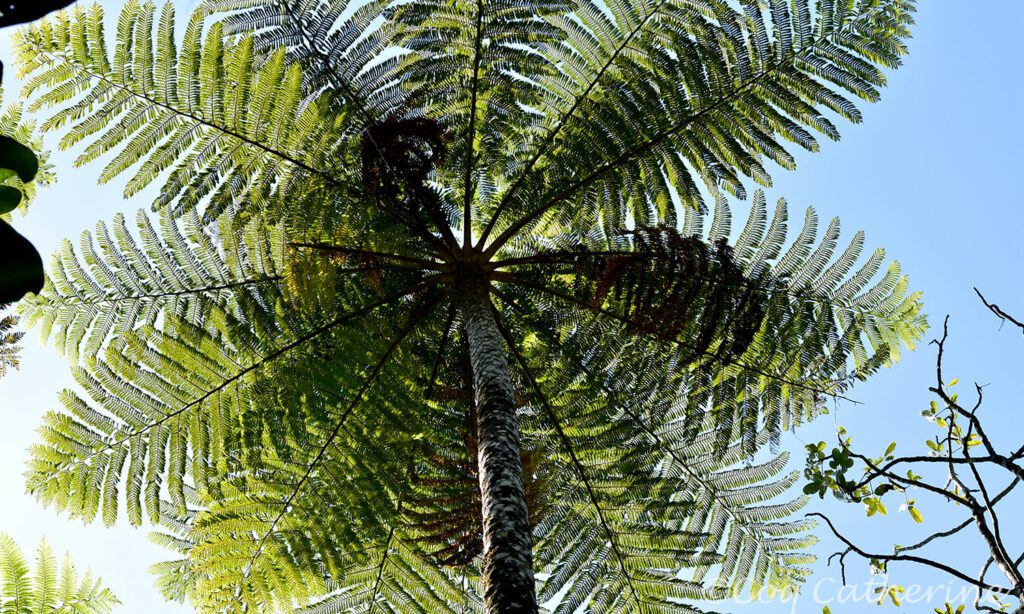 Sous le feuillage d’une fougère arborescente