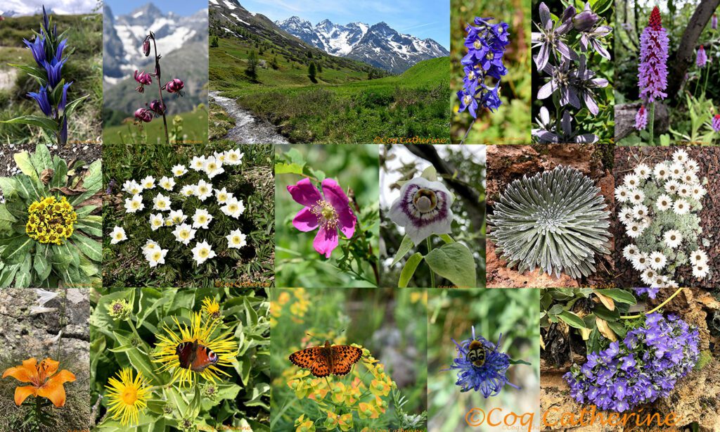 Assemblage de phootos de fleurs des Alpes et du col du Lautaret