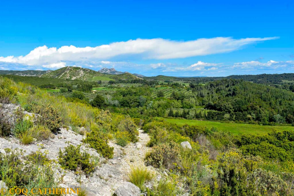 Un chemin à flanc de colline avec la plaine de la Crau, des olivier, des arbres et des fleurs