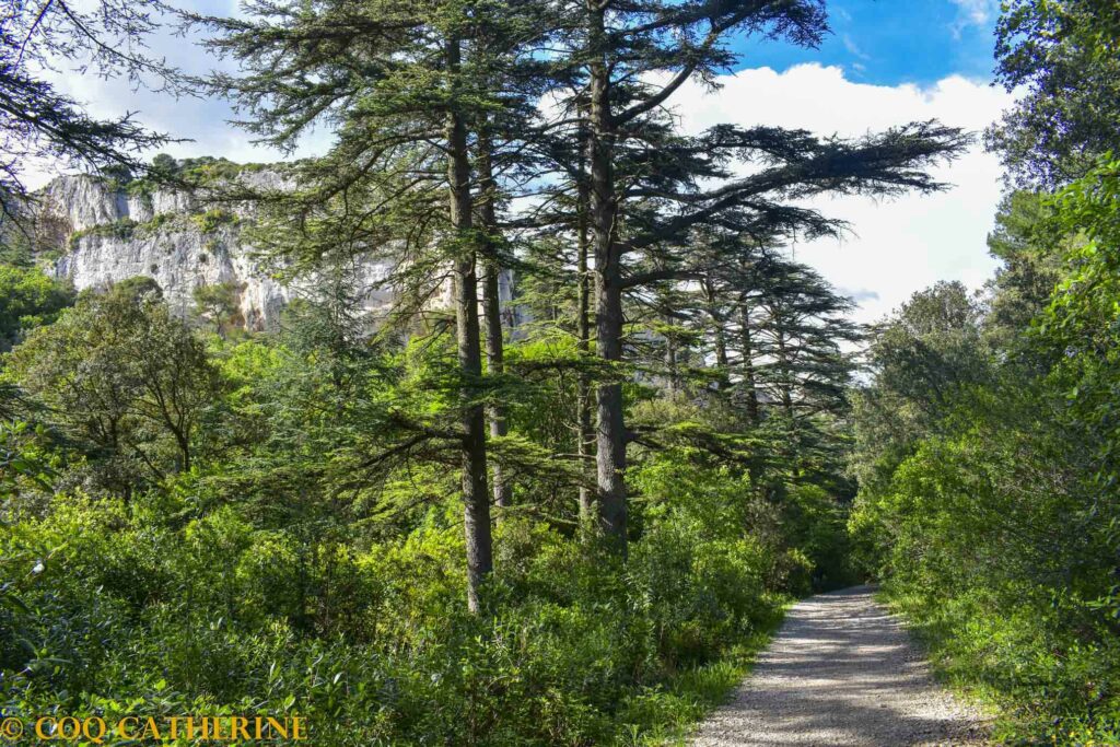 le chemin dans la forêt de cèdres avec des falaises