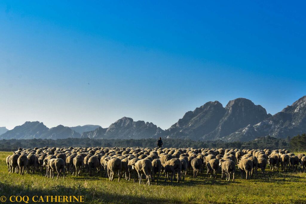 Un berger avec son chien et le troupeau de moutons et la crête des Alpilles