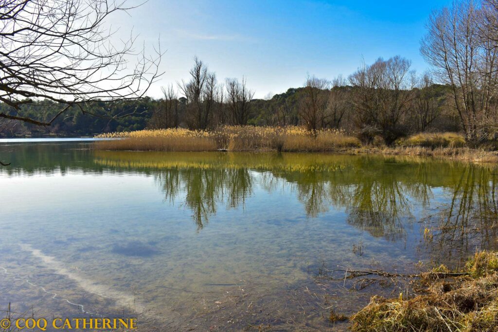 Sur la rando de Saint Laurent du Verdon, le lac d’Artignosc avec les arbres et les roseraies