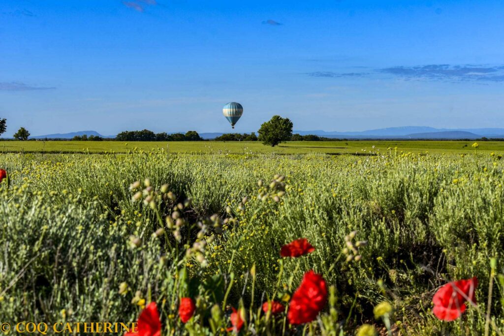 une montgolfière survole un champs d’immortelles et de coquelicots du plateau de Valensole