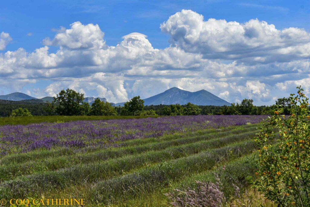 la montagne du grand Marges depuis le plateau de Valensole avec des fleurs violettes