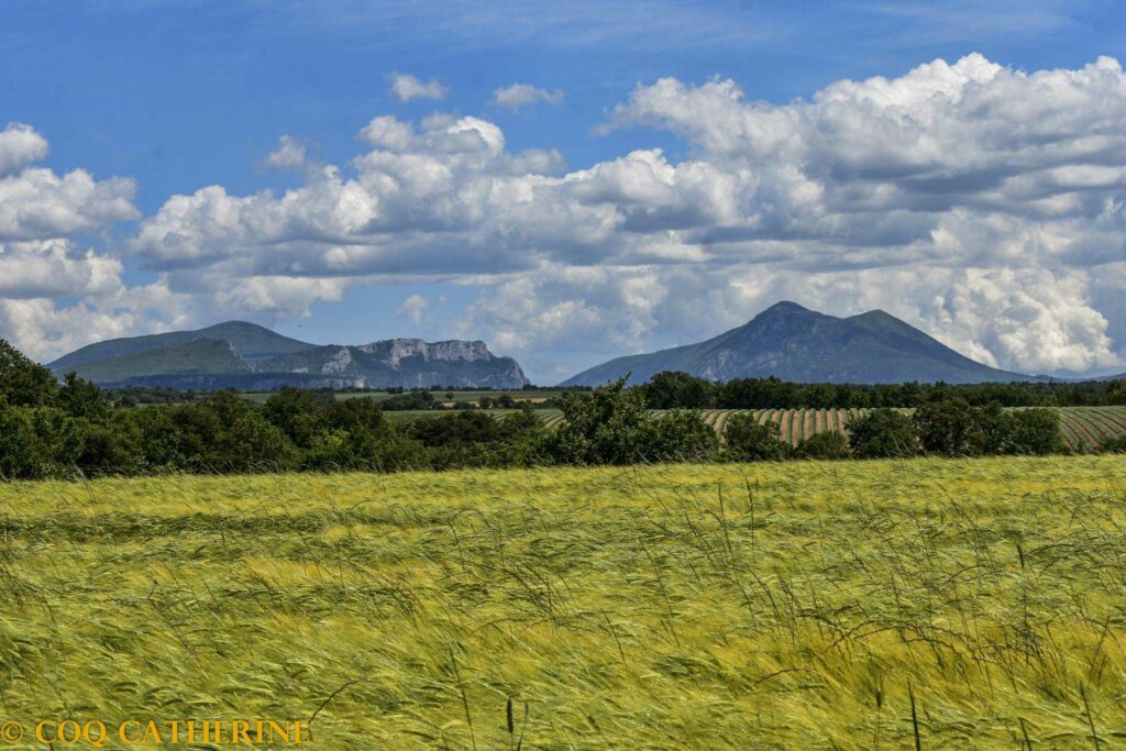 la montagne du grand Marges depuis le plateau de Valensole avec un champs de blé