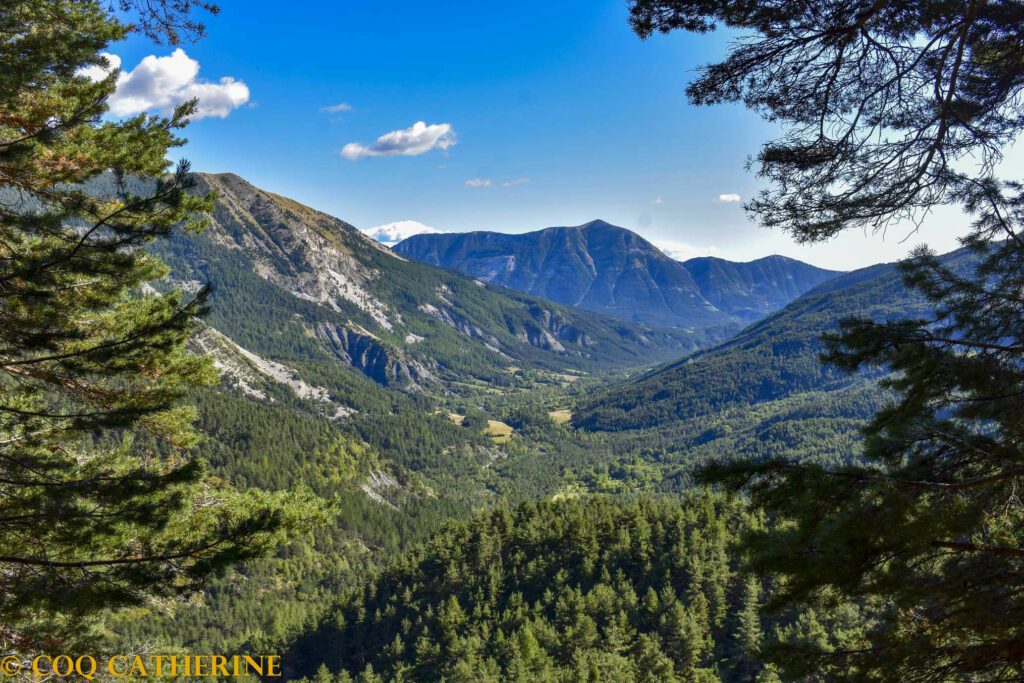 La vallée de l’Issole depuis la Montagne de Boules avec des pins