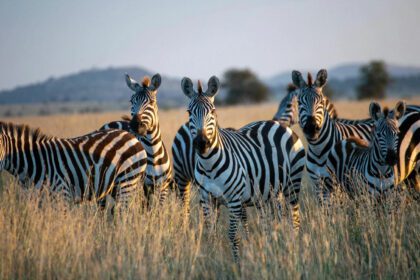 des zebres dans la savanes de Tanzanie qui nous regardent