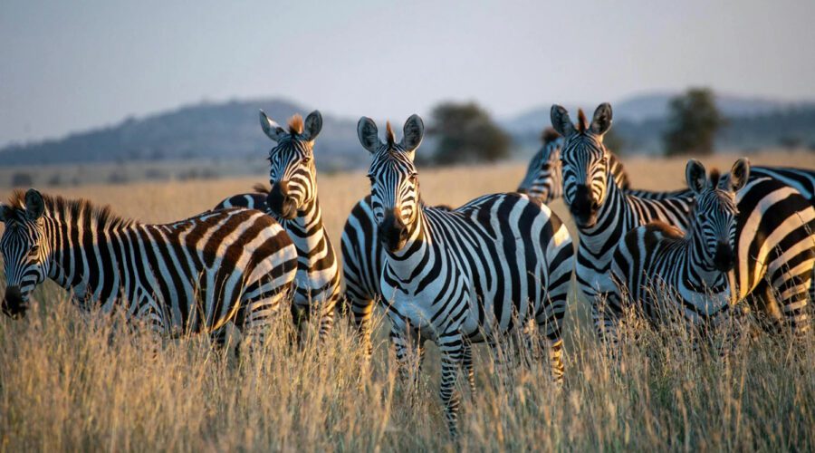 des zebres dans la savanes de Tanzanie qui nous regardent