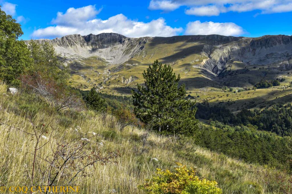 Panorama sur le massif des Monges avec les alpages et des arbres devant