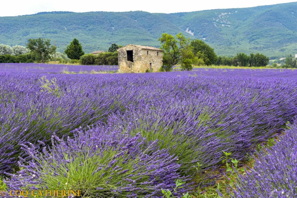 Les champs de lavande du Luberon avec une ruine