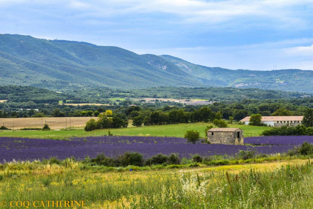 Les champs de lavande du Luberon