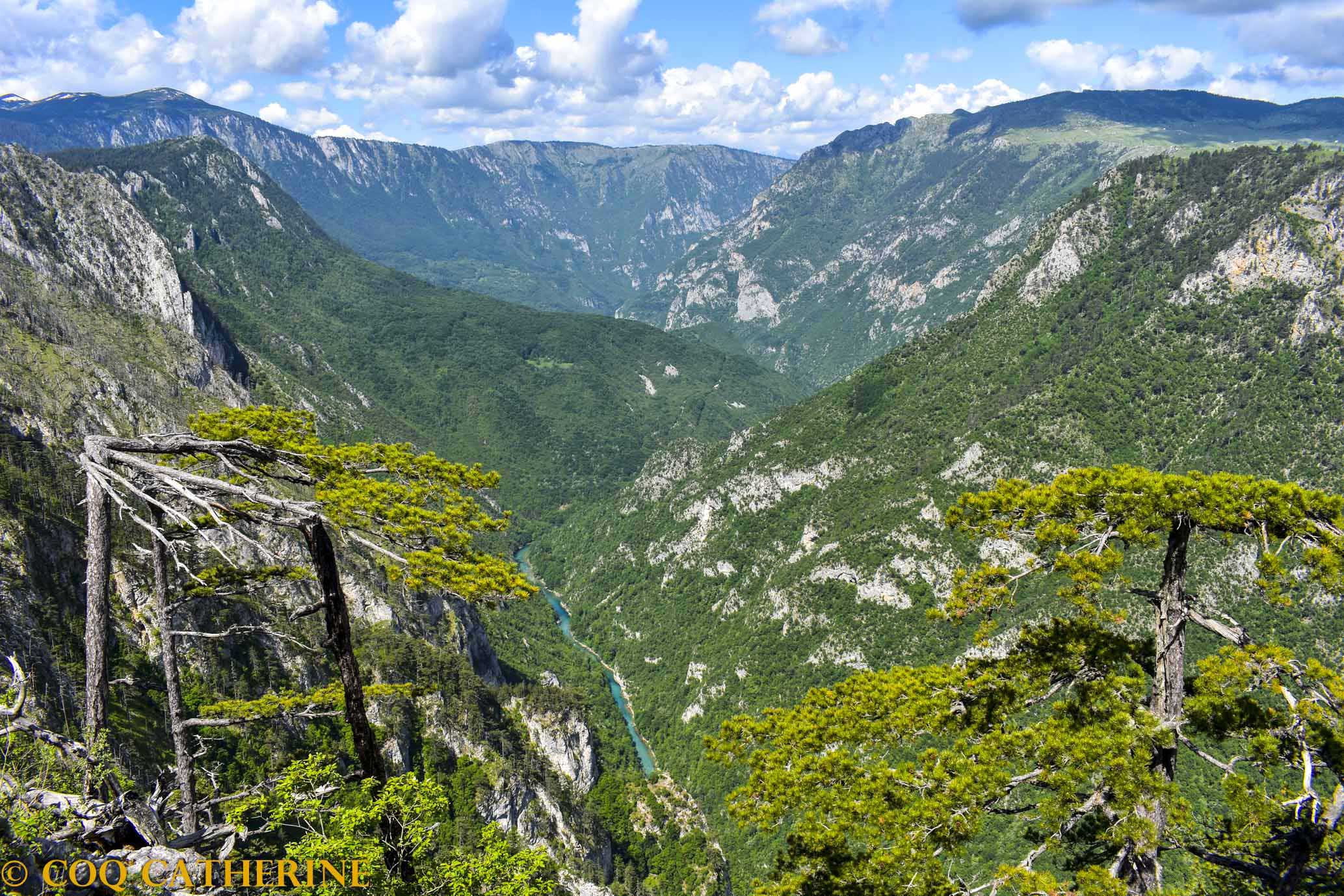 Panorama sur le canyon tara depuis les hauteurs, avec la rivière turquoise au fond et les grands pins du Monténégro