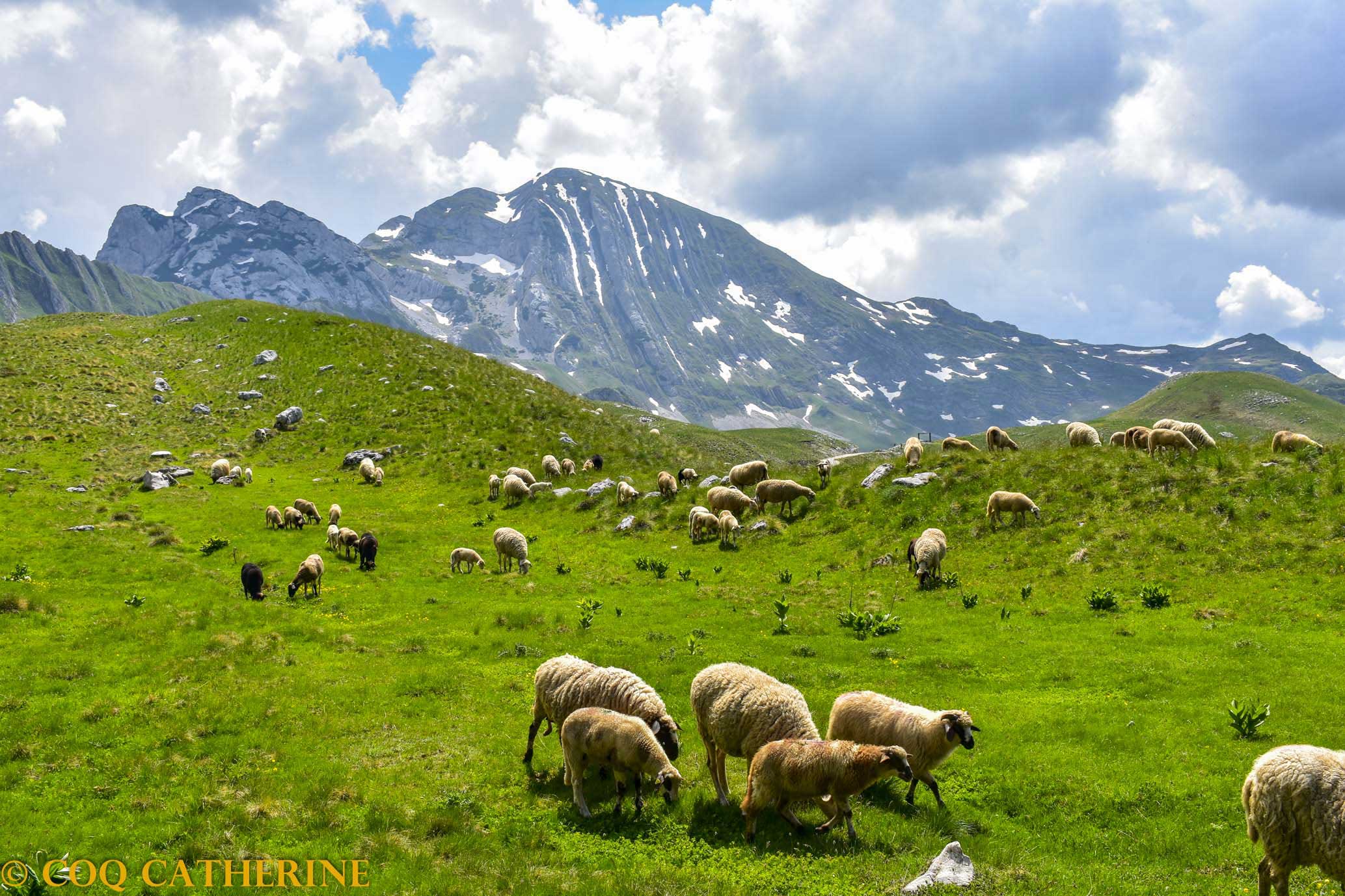 Des moutons avec en fond le sommet de Prutas dans le massif de Durmitor