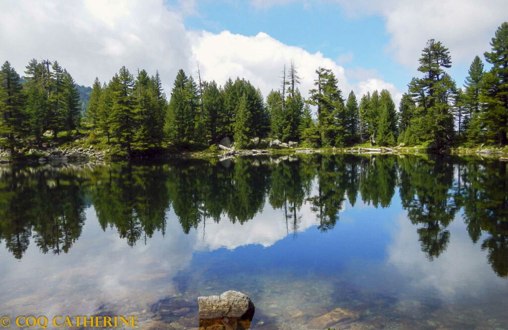 lac de Hridsko jezero avec les pins qui se reflètent dans l’eau, dans les Prokletije au Montenegro