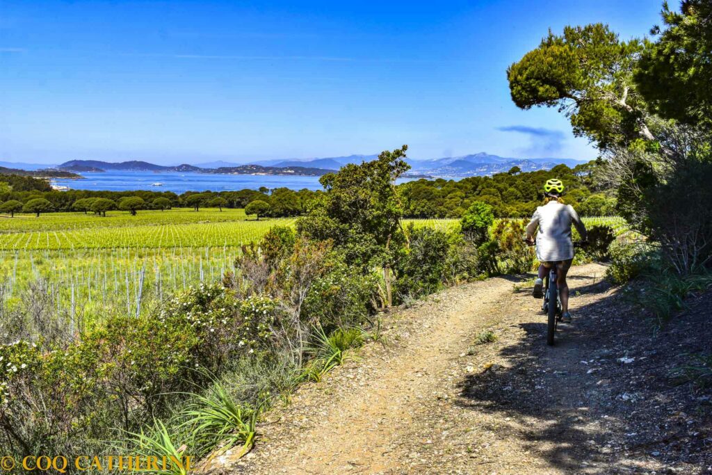 Une femme sur un vélo sur un chemin de Porquerolles avec les vignobles et plus bas, la mer