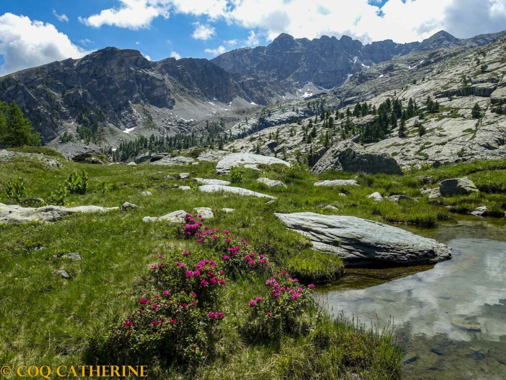 Le Mont Bego depuis le site de Fontanalba avec un lac et des rhododendrons