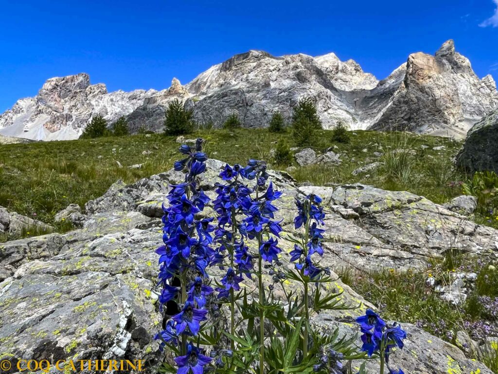 Panorama sur le Brec de Chambeyron avec des fleurs bleues en premier plan