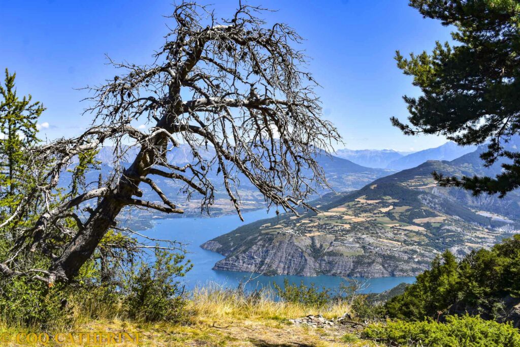 Panorama sur le lac de Serre-Ponçon et les montagnes avec un arbre mort en premier plan, depuis le sommet du Clot de la Cime