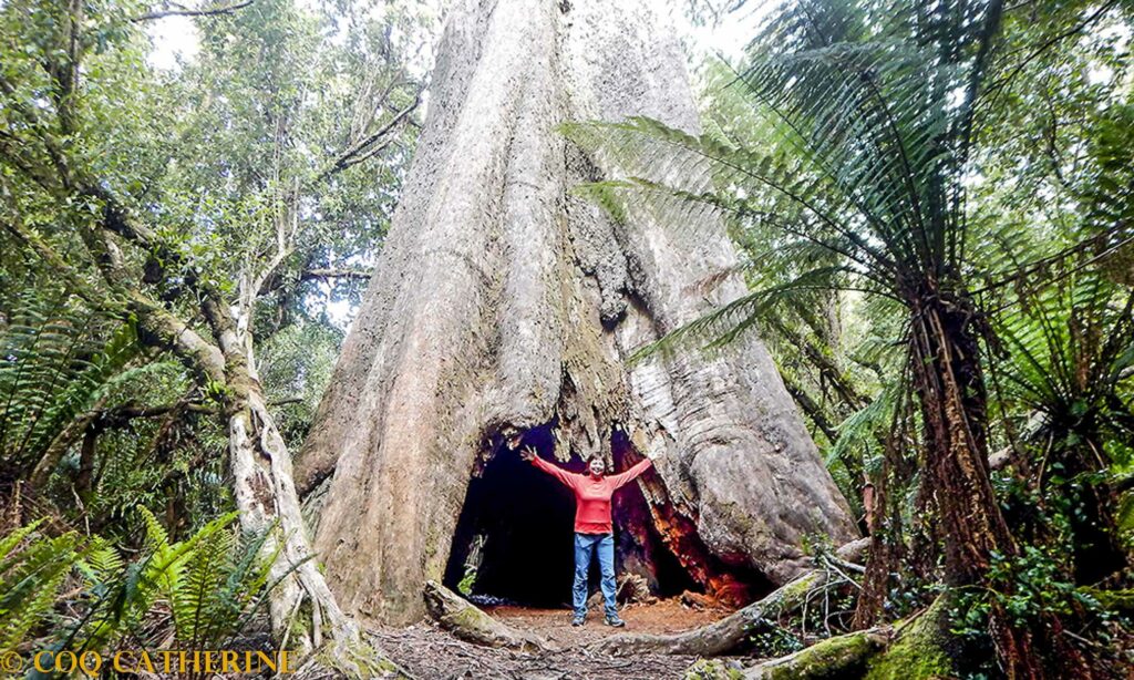 Kat au cœur d’un eucalyptus géant dans la forêt tropicale