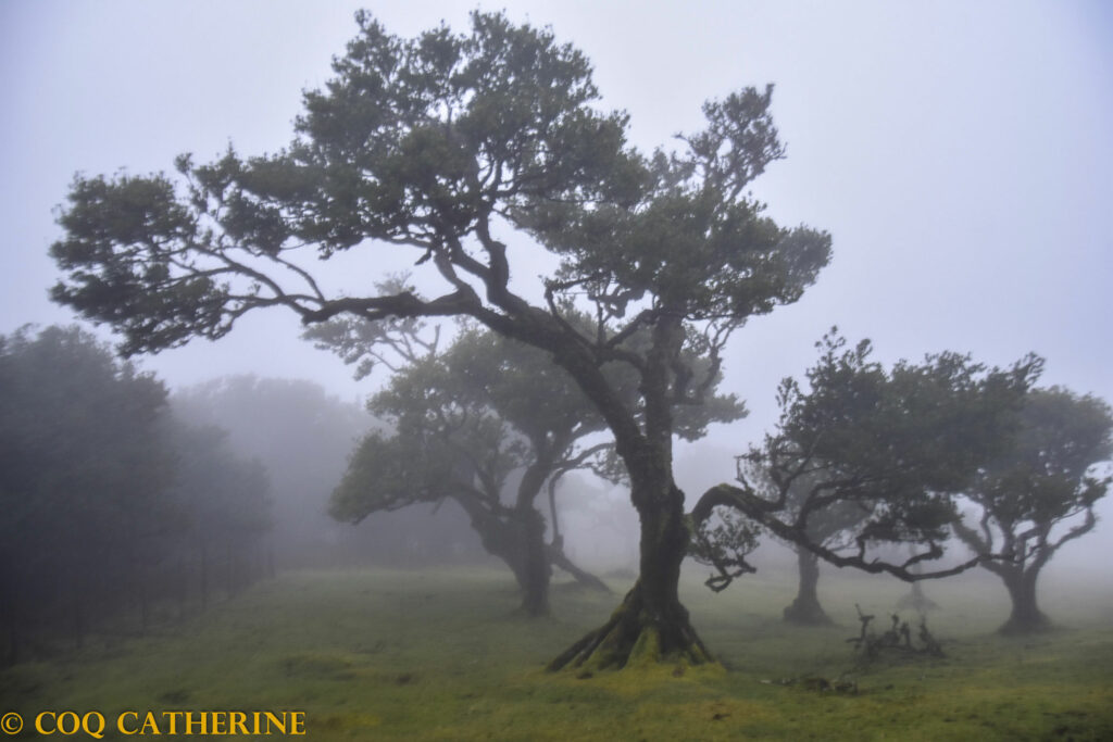 Les arbres dans le brouillard de la forêt de Fanal
