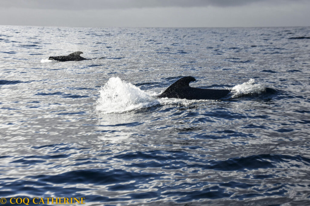 Les ailerons de deux globicéphales qui sorte de la mer au large des cotes de Madère