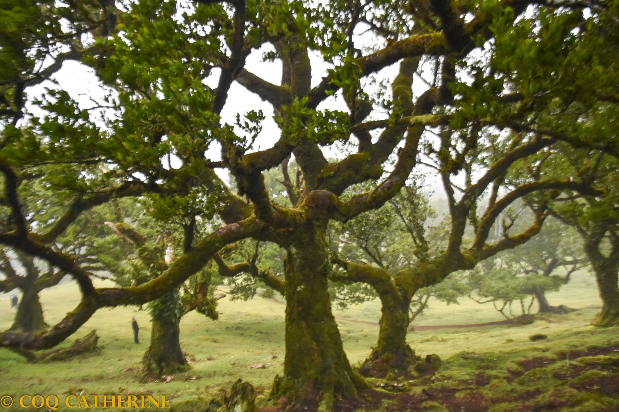 Les lauriers centenaires de Madère