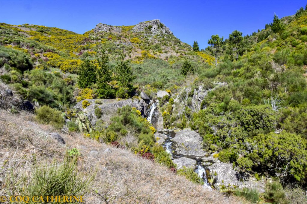 Randonnée le long de la Vereda do Burro avec une rivière et des cascades entre les genets en fleurs jaunes