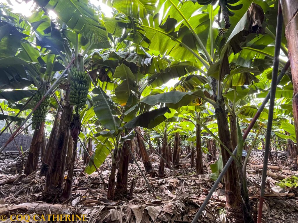 Une bananeraie avec des régimes de bananes à Madère