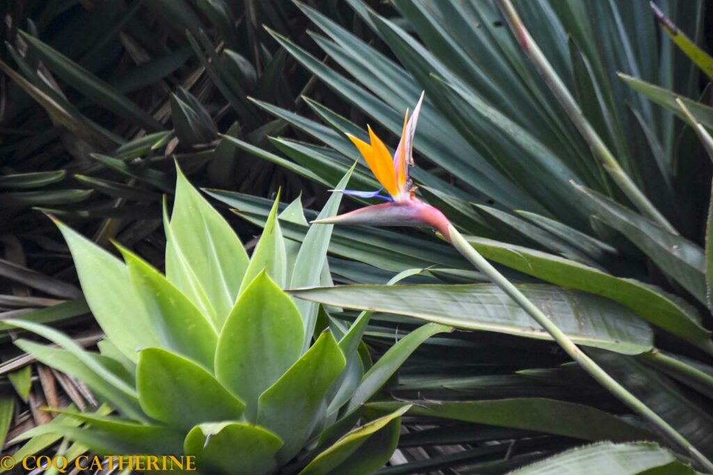 Fleur dans un jardin tropical de Funchal
