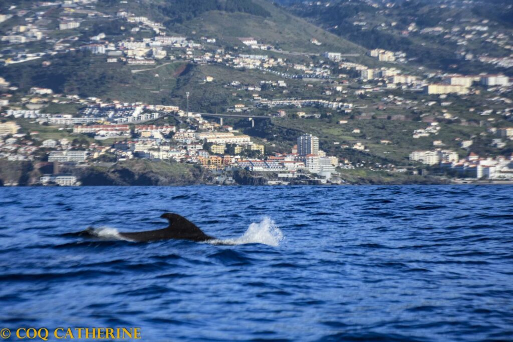 Les dos des dauphins au large de l’ile de Madère