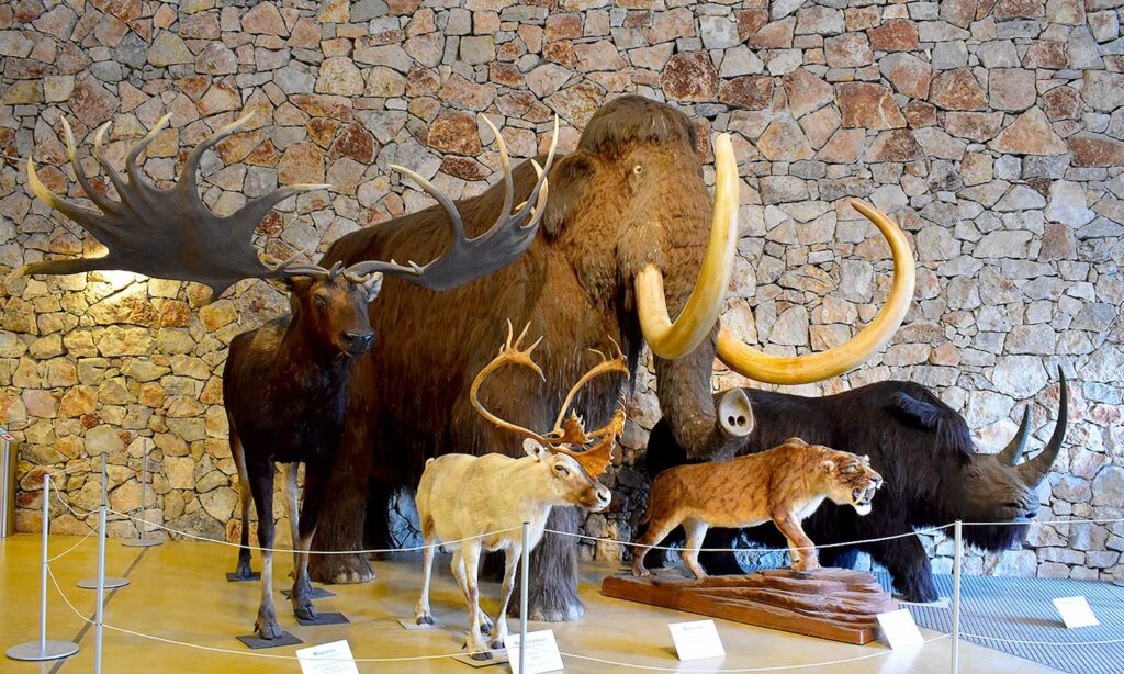 Les animaux empaillés dont un mammouth du Musée de Préhistoire des Gorges du Verdon à Quinson