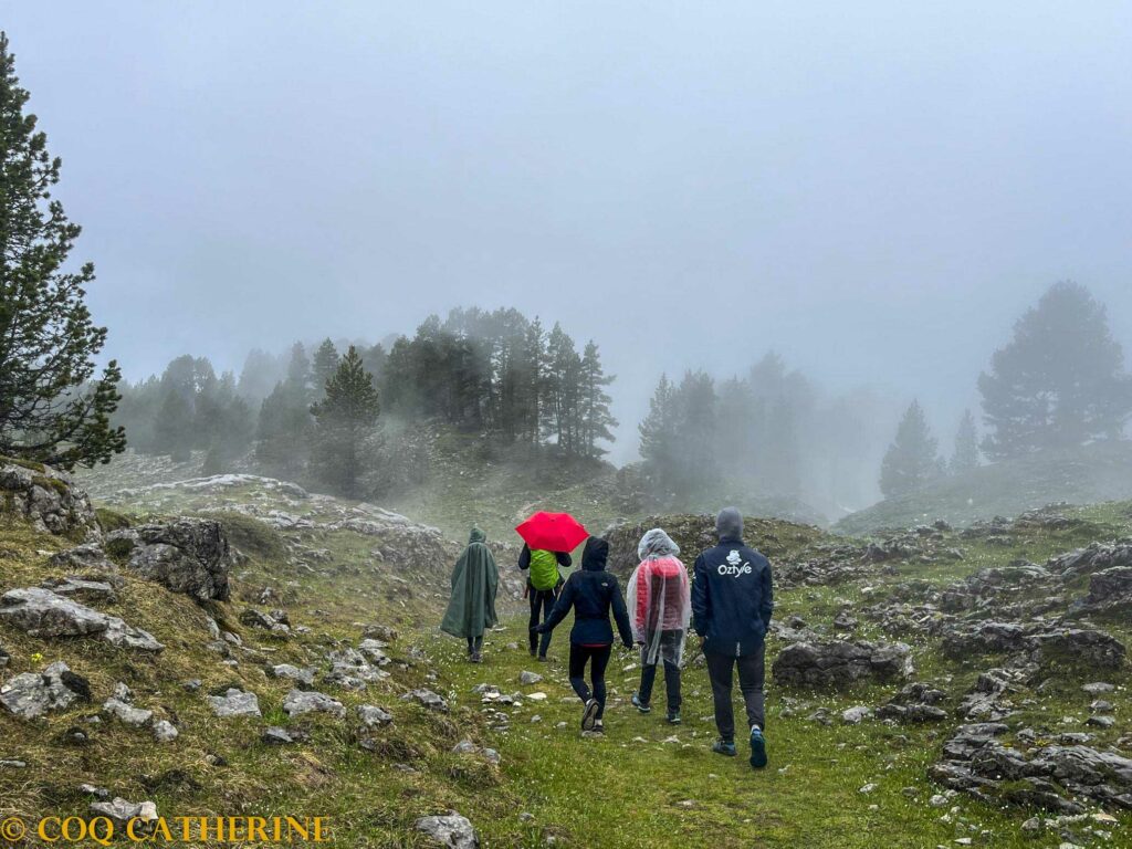 un groupe de randonneurs marchent dans le brouillard entre les arbres